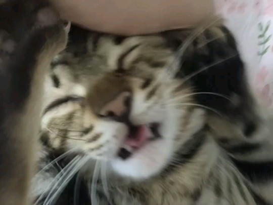妈!别摸我后脑勺!