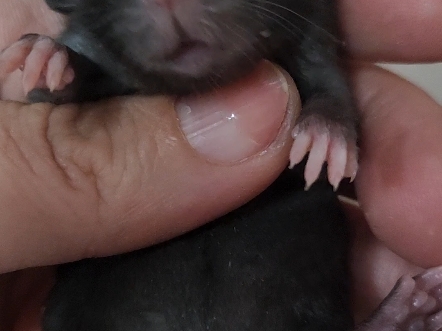 纯黑花枝鼠喜欢可77qiaimengchong