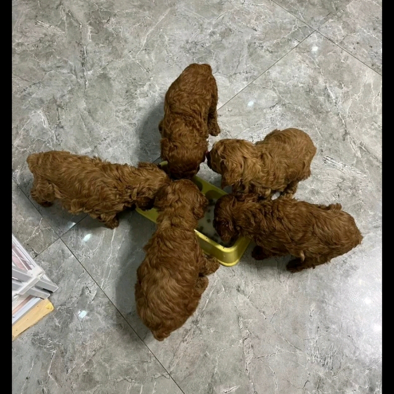 请大家看小屎狗