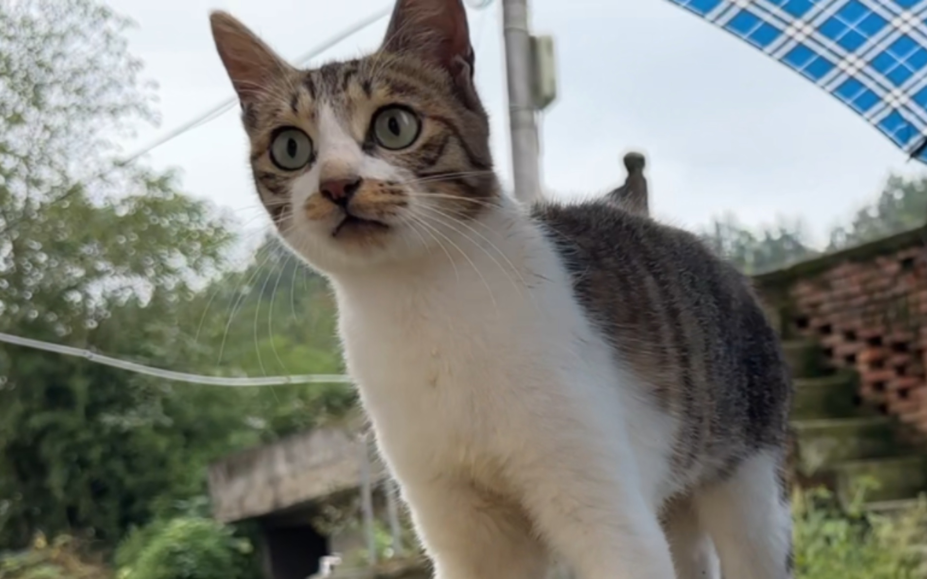 躲猫猫是这样玩的,一把伞、两只猫!-蒙面鸟哥-蒙面鸟哥-哔哩哔哩视频