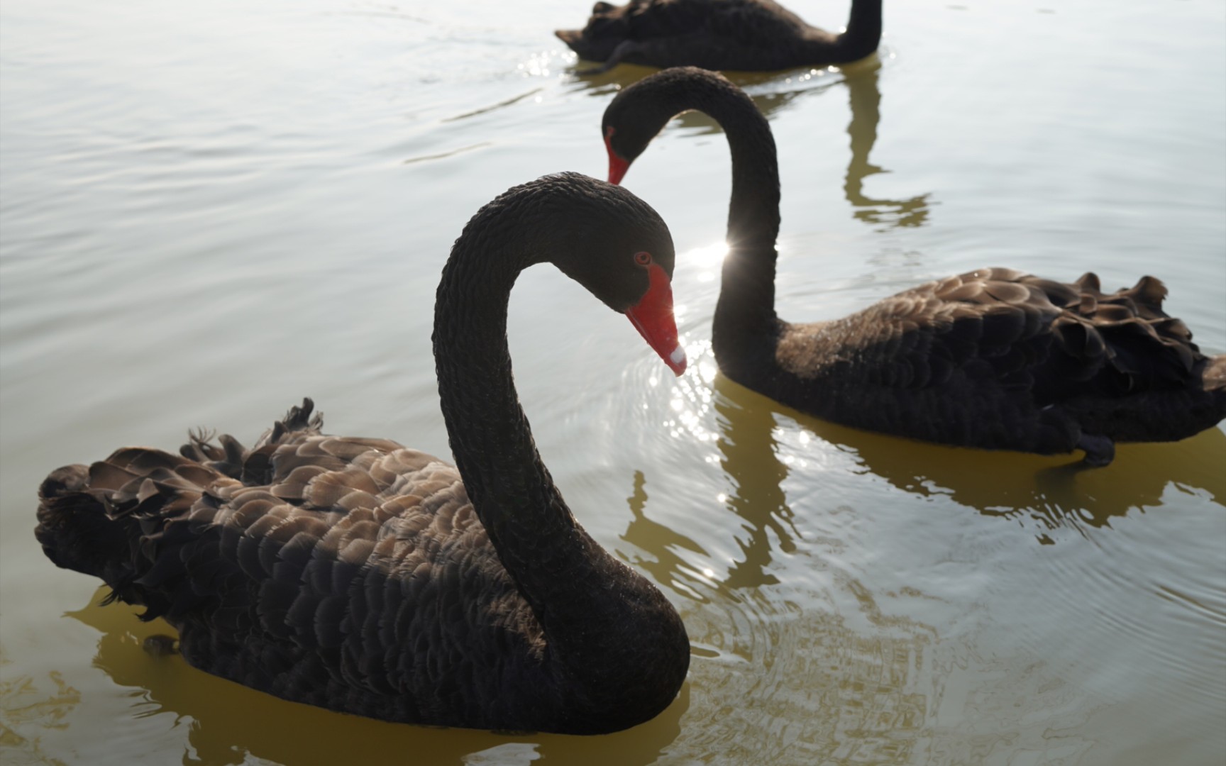 慵懒的小白马96