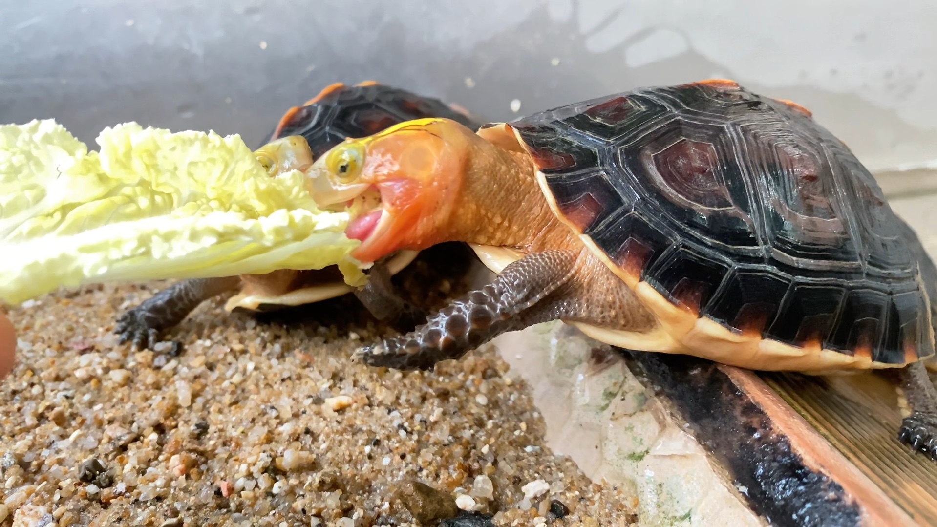 黄缘龟是杂食性龟类,它可以吃肉,也能吃蔬菜.