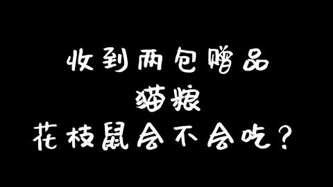 花枝鼠会吃猫粮吗 哔哩哔哩 Bilibili 花枝鼠会吃猫粮吗 哔哩哔哩 Bilibili