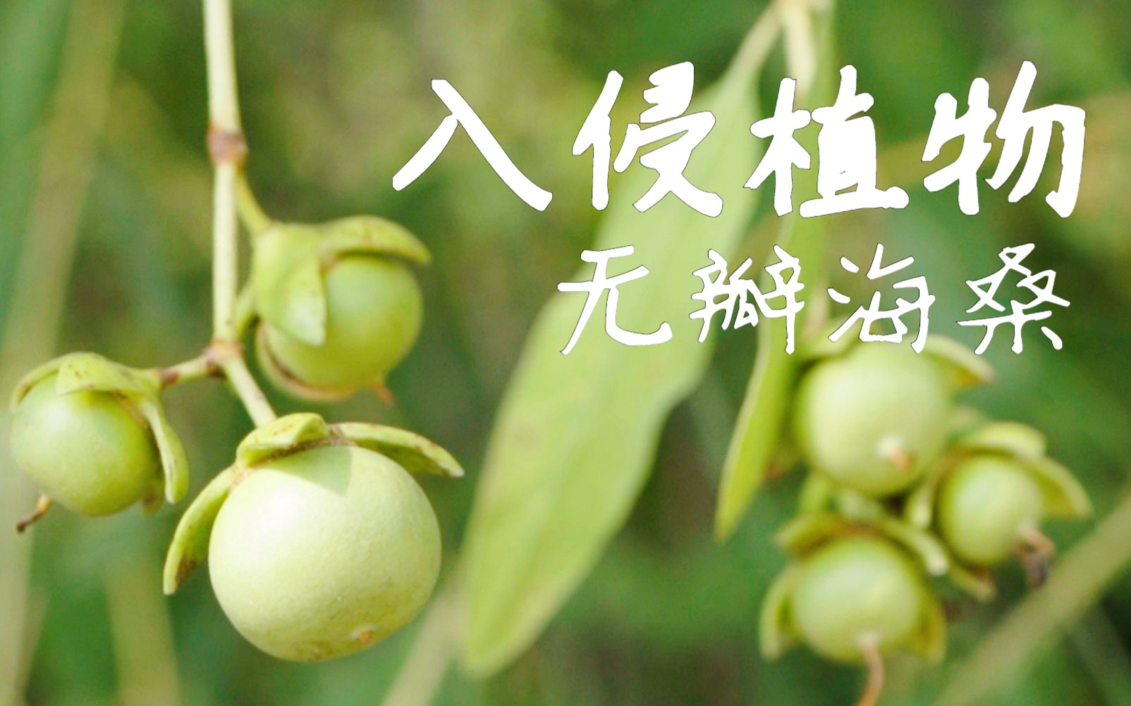 [图]入侵的红树林植物，无瓣海桑，像极了海中柳树