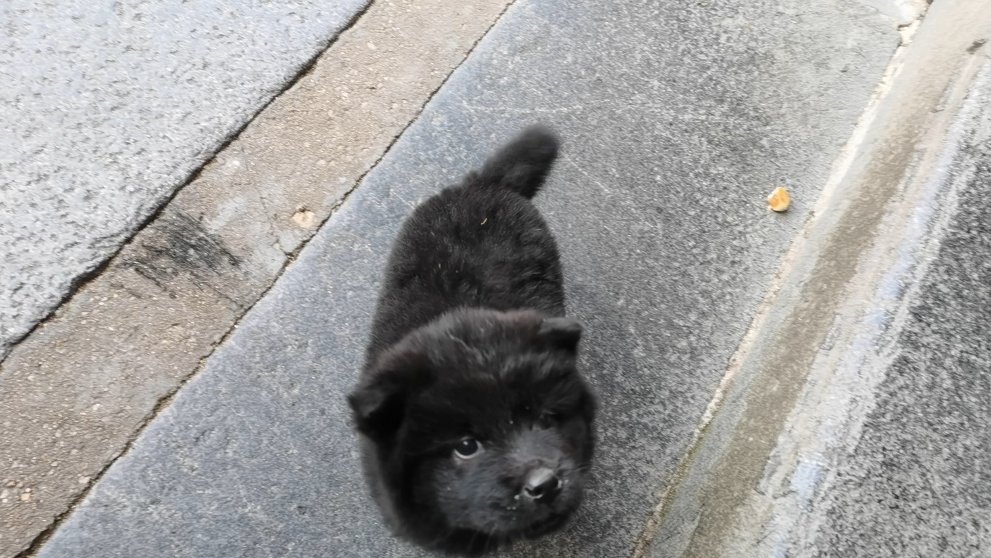 特亲人的小黑狗 土狗 奶狗