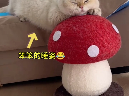 或许这就是小猫的岁月静好吧哔哩哔哩bilibili