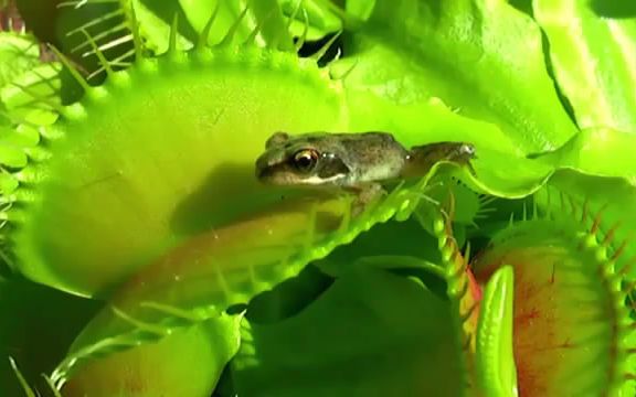 [图]食人花是如何捕食？植物界可怕的捕食猎手