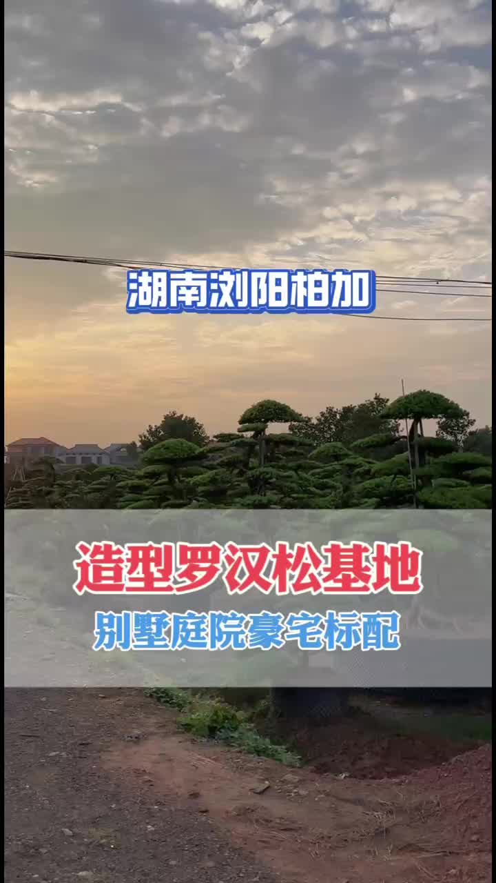 造型罗汉松基地哔哩哔哩bilibili