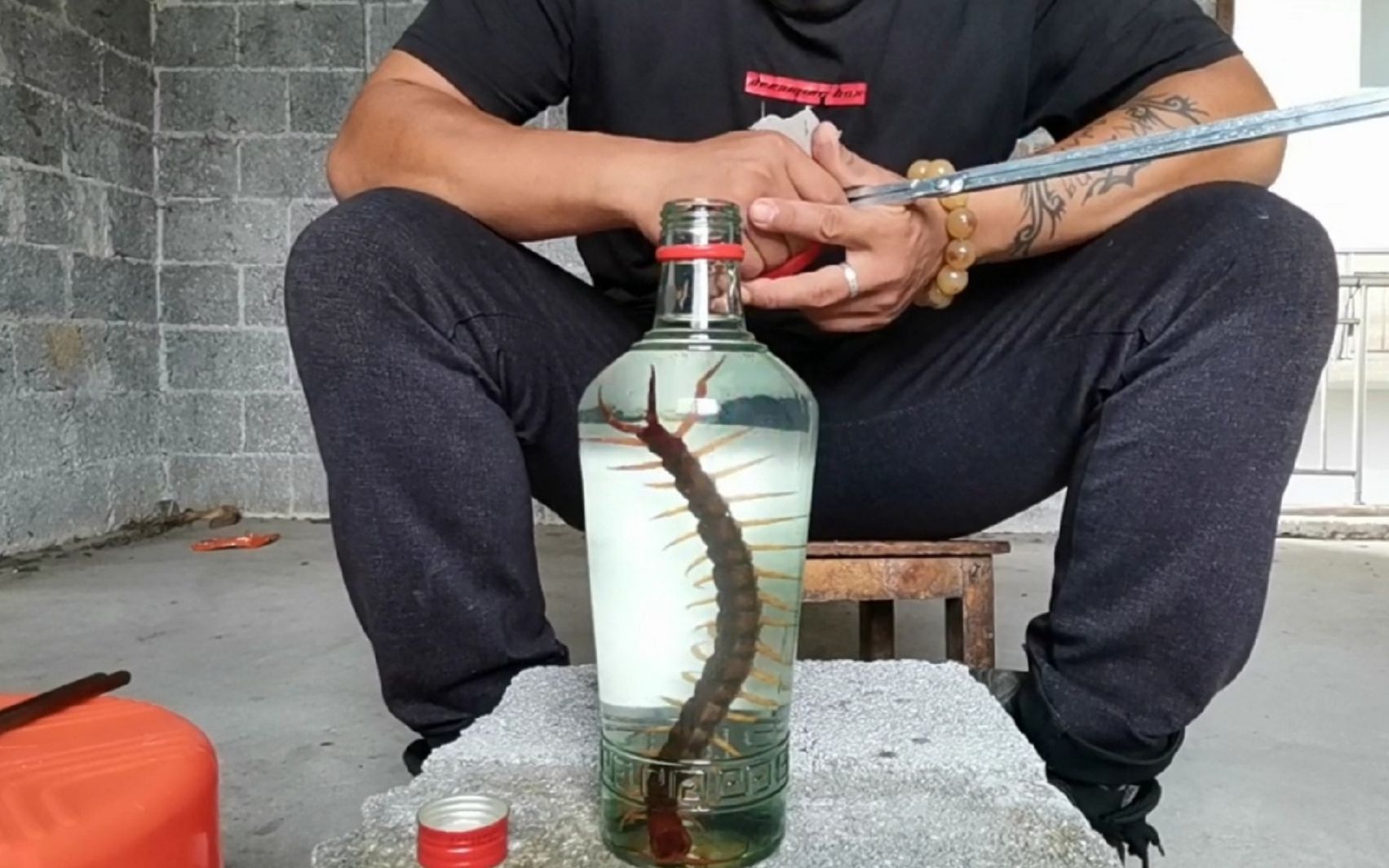 将一条大蜈蚣放进53度白酒中侵泡,会是什么情况呢?太震撼了!