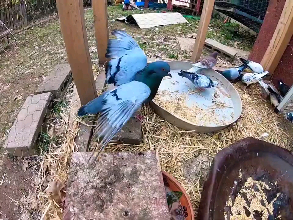 巨型矮鸽 美系仑替鸽