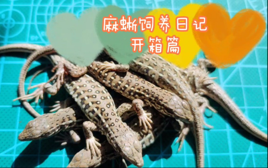 【麻蜥饲养日记】开箱篇