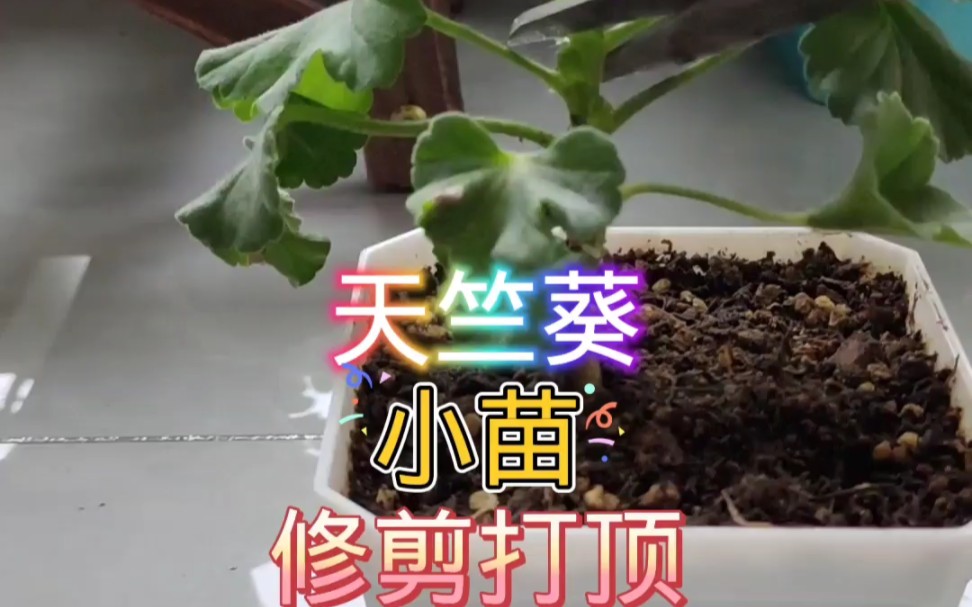 天竺葵小苗修剪打顶哔哩哔哩bilibili