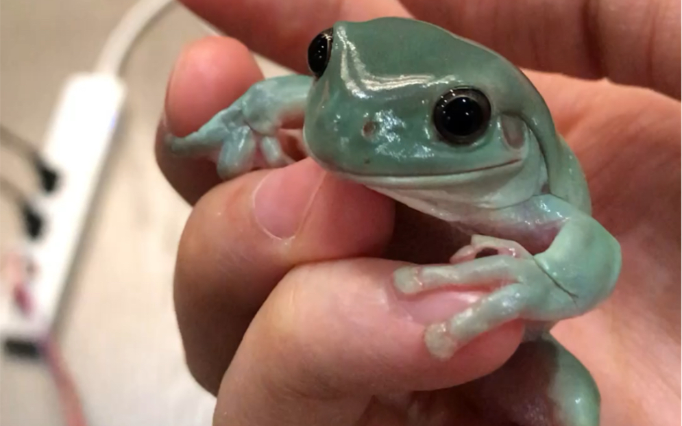 一到夜晚,瞳孔就变全黑的奶油蓝树蛙