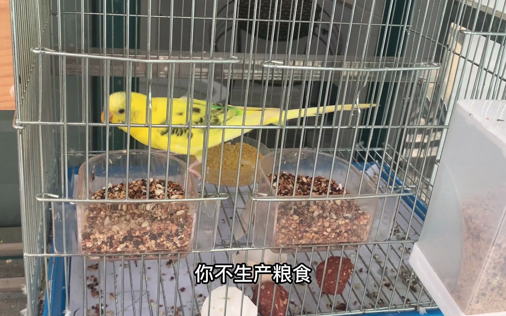 活动作品虎皮鹦鹉踩背的清晰记录开始了就结束不了