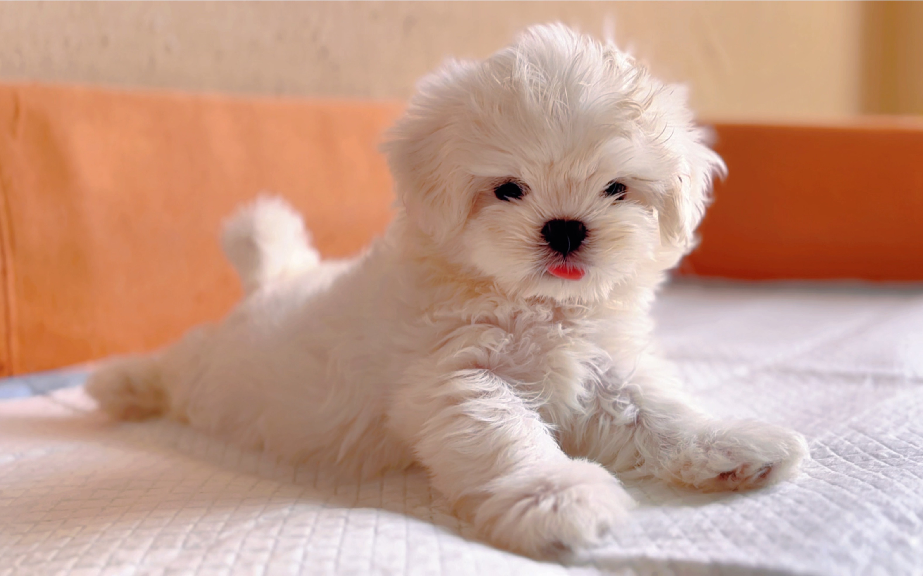 甜美软萌身白如雪的马尔济斯幼犬,太迷人啦!