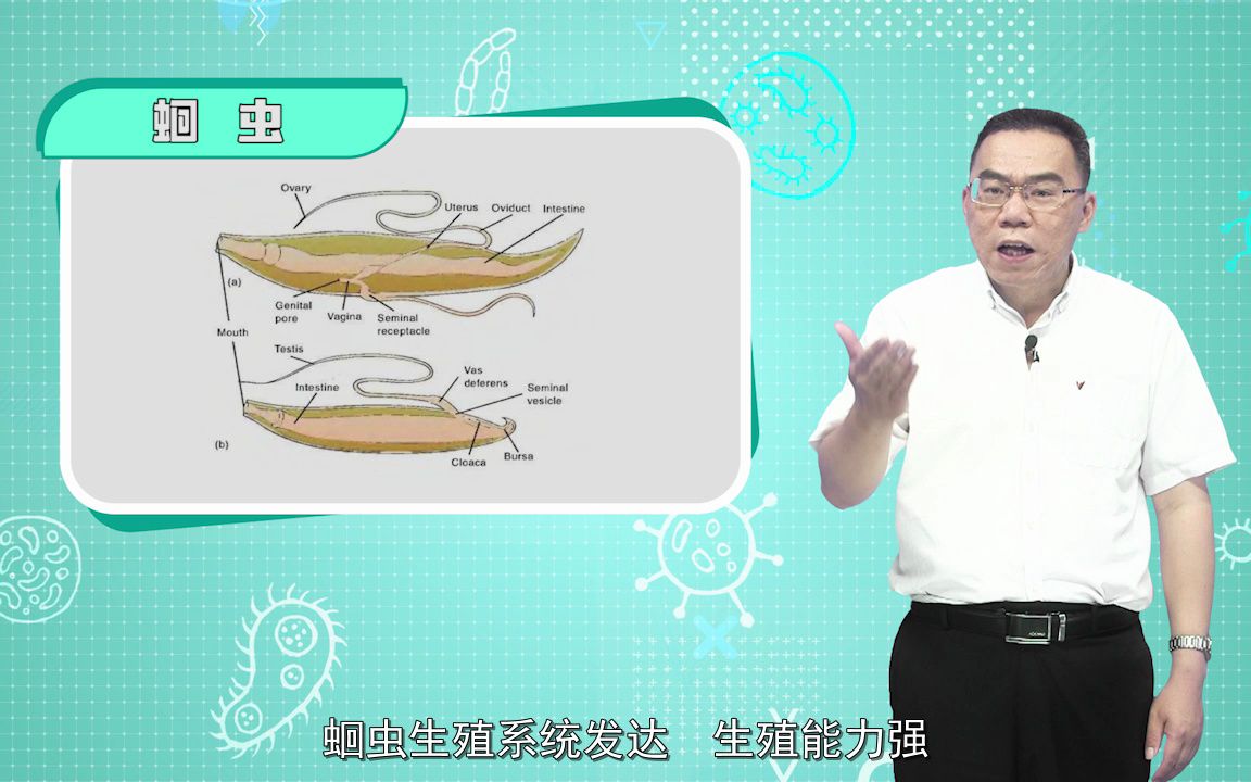 62 线虫动物门哔哩哔哩bilibili