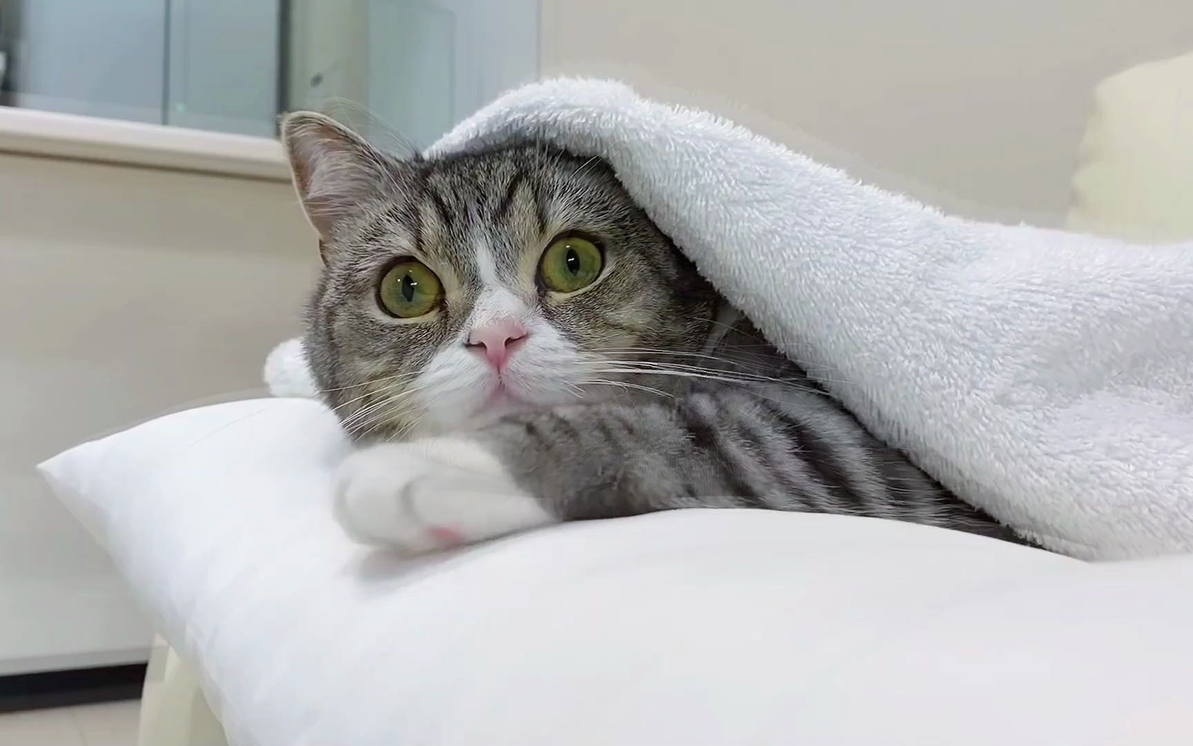 盖被的猫你好可爱呦