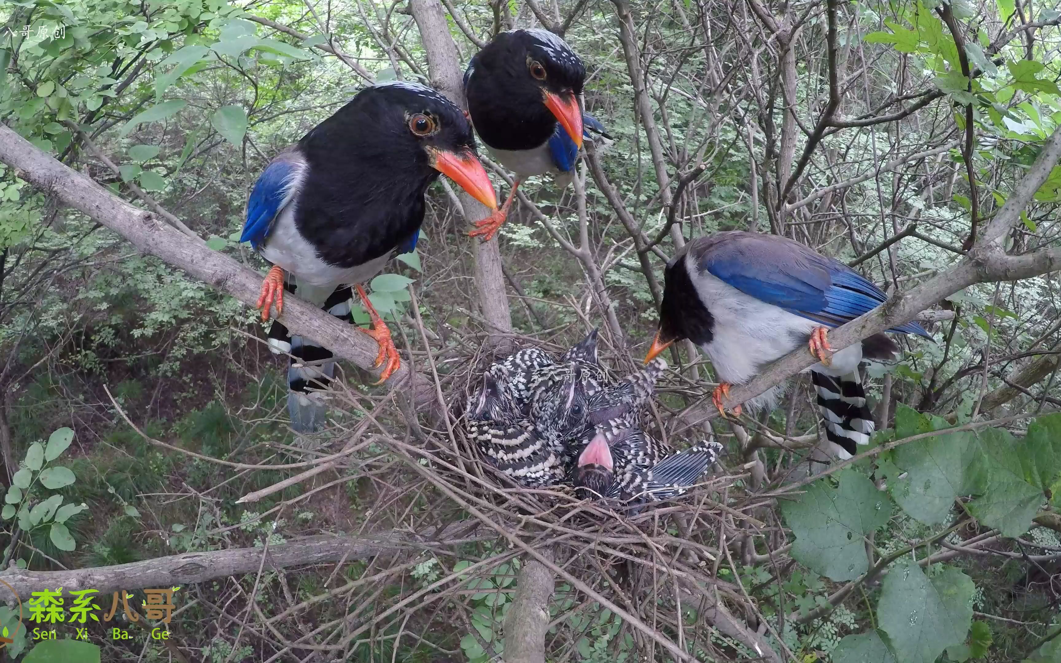 杜鹃鸟被识破了?