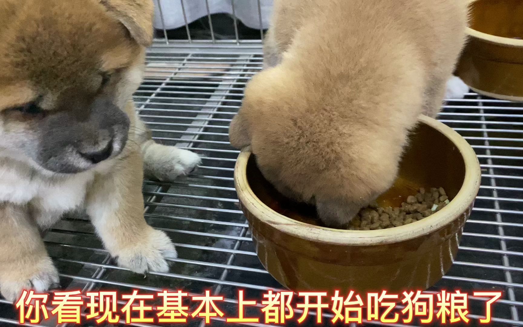 已經開始吃狗糧的小柴犬,真正詮釋了乾飯柴犬的飯量,瞬間吃沒了