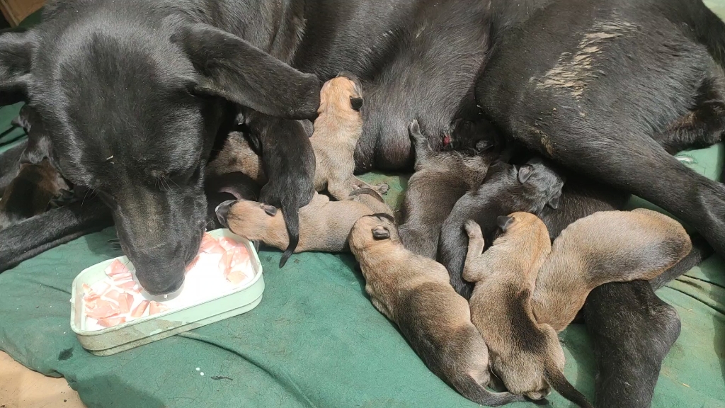 【黑狼犬幼崽养成记】大狼小狼一起吃奶