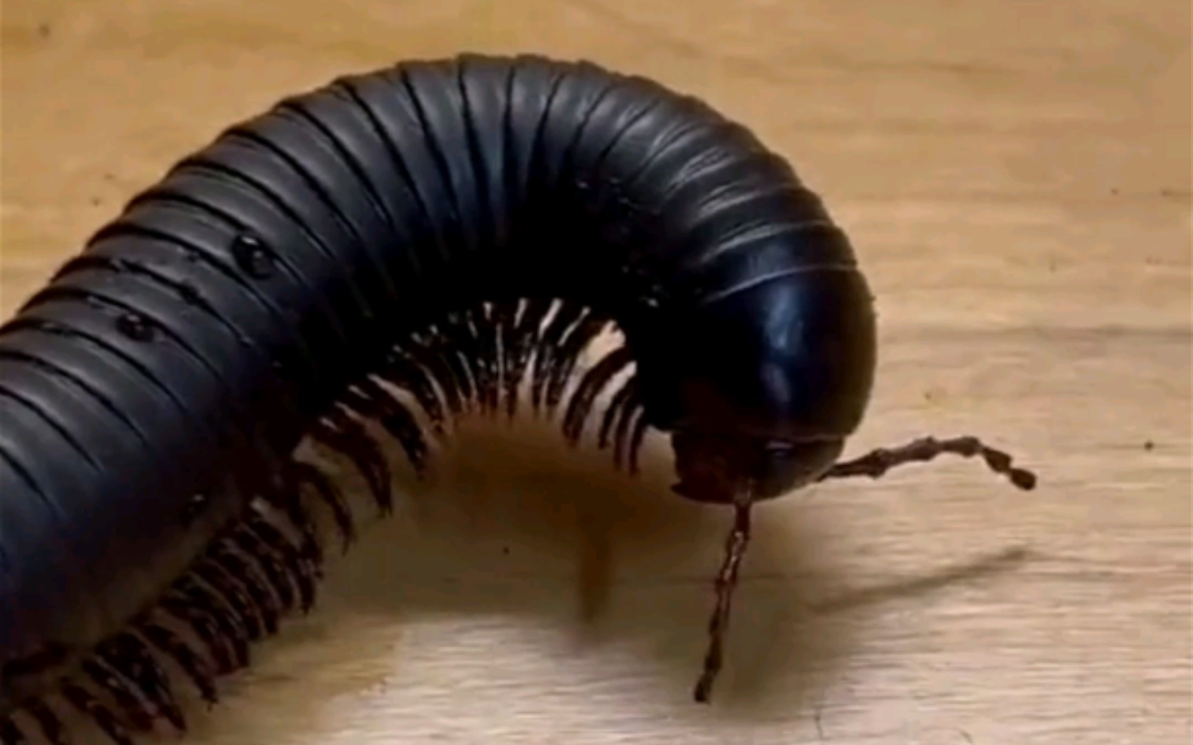 十大最恐怖的虫子最大图片