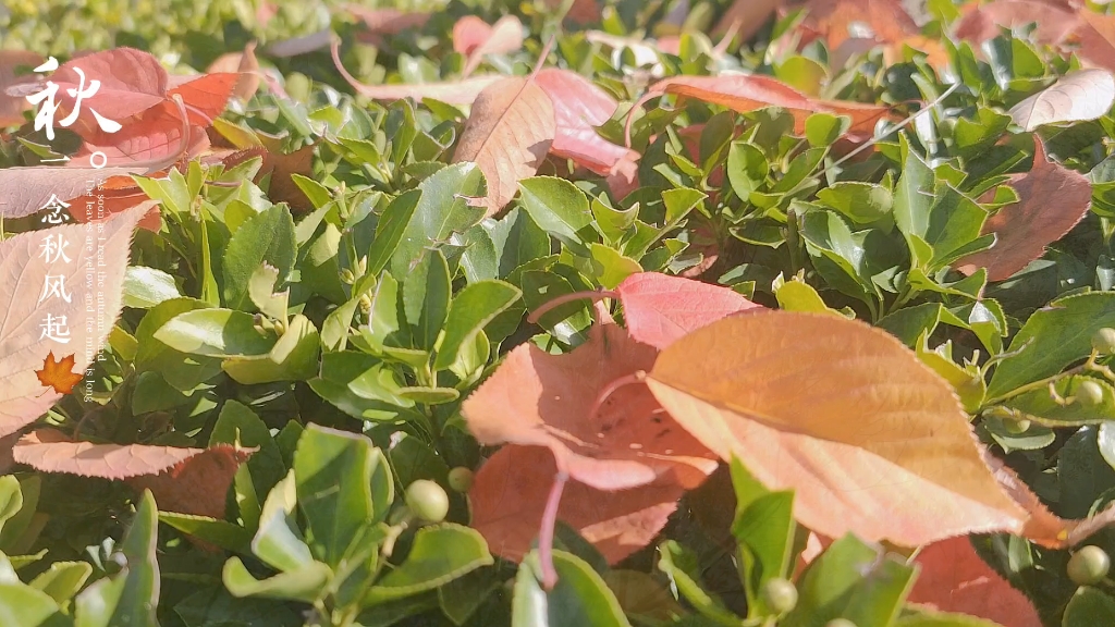 [图]一念秋风起，一念秋雨落，一念秋思长，一念秋意浓