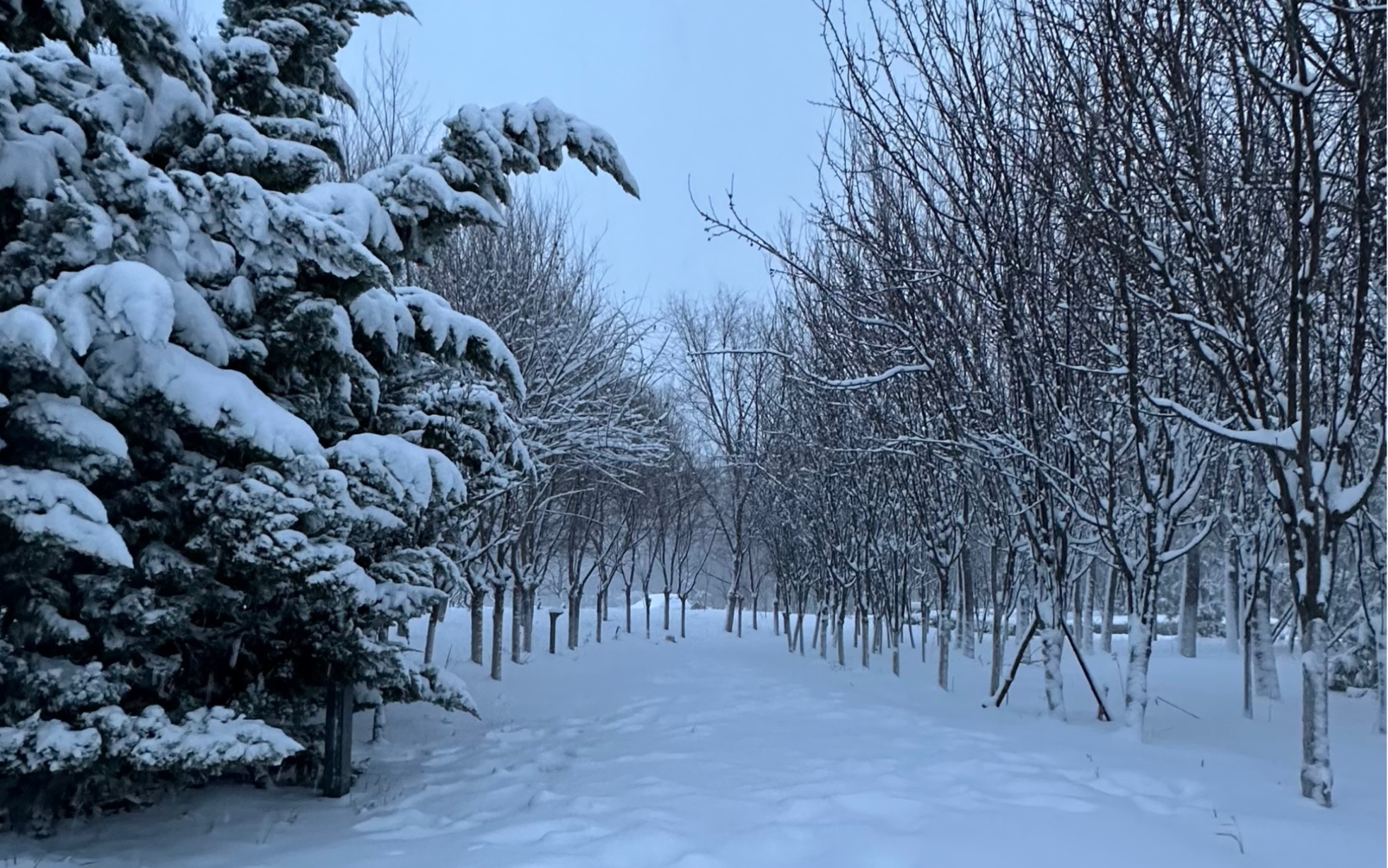 [图]下雪天的浪漫是和学生在雪地里奔跑