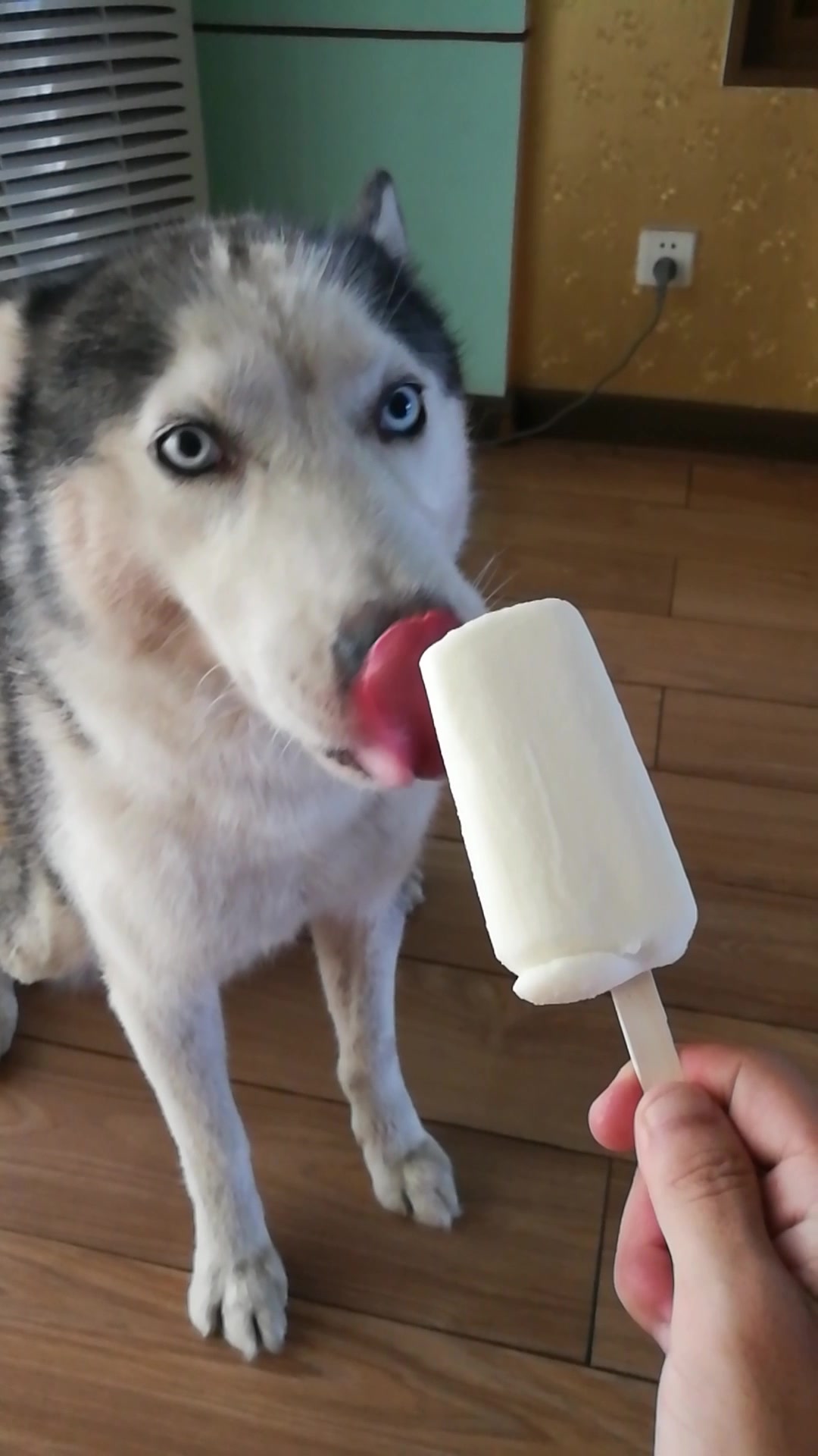 天太热 来根冰棒降降温
