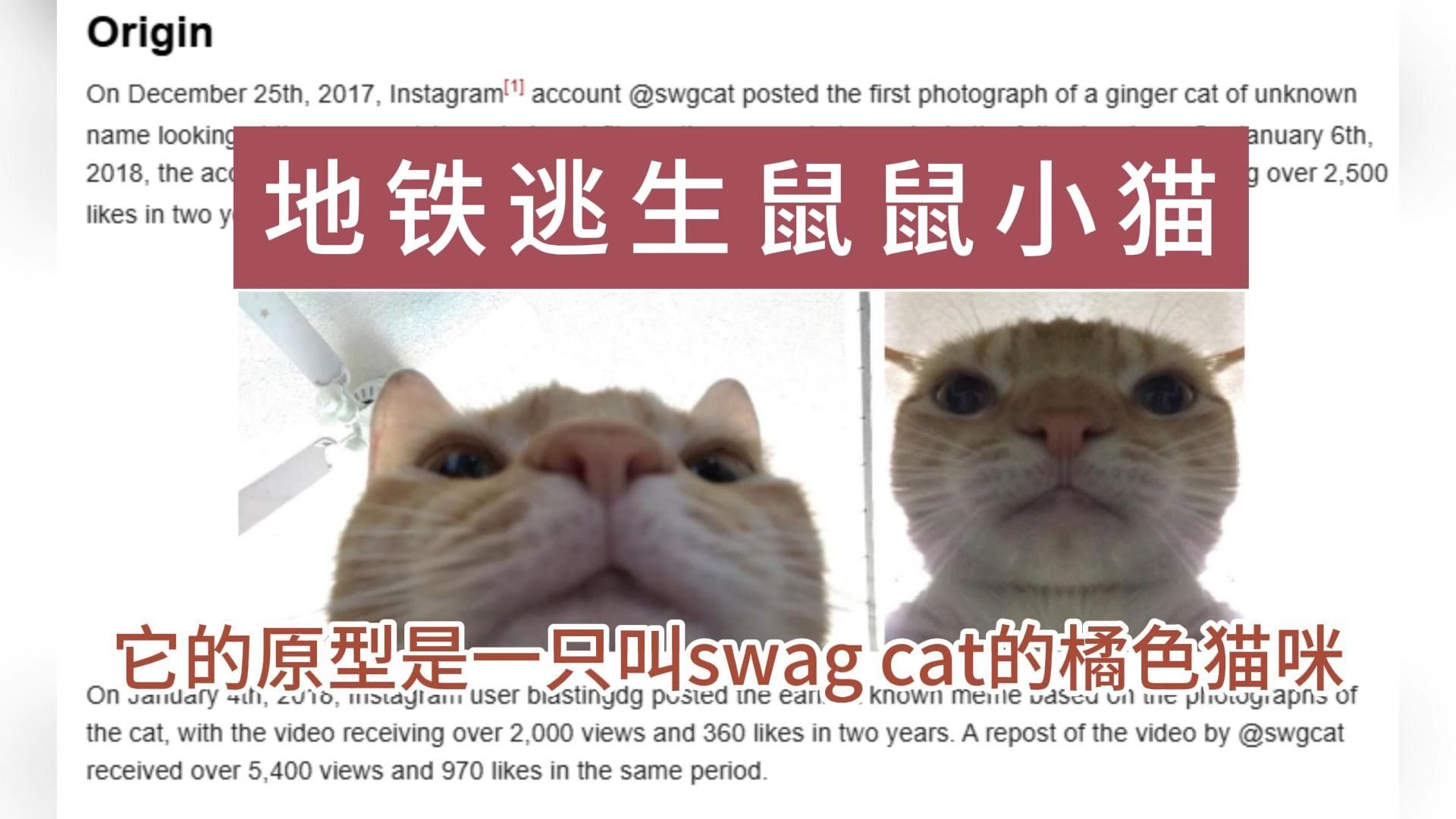 [图]揭秘地铁逃生鼠鼠小猫表情包原型照片的由来和它的前世今生