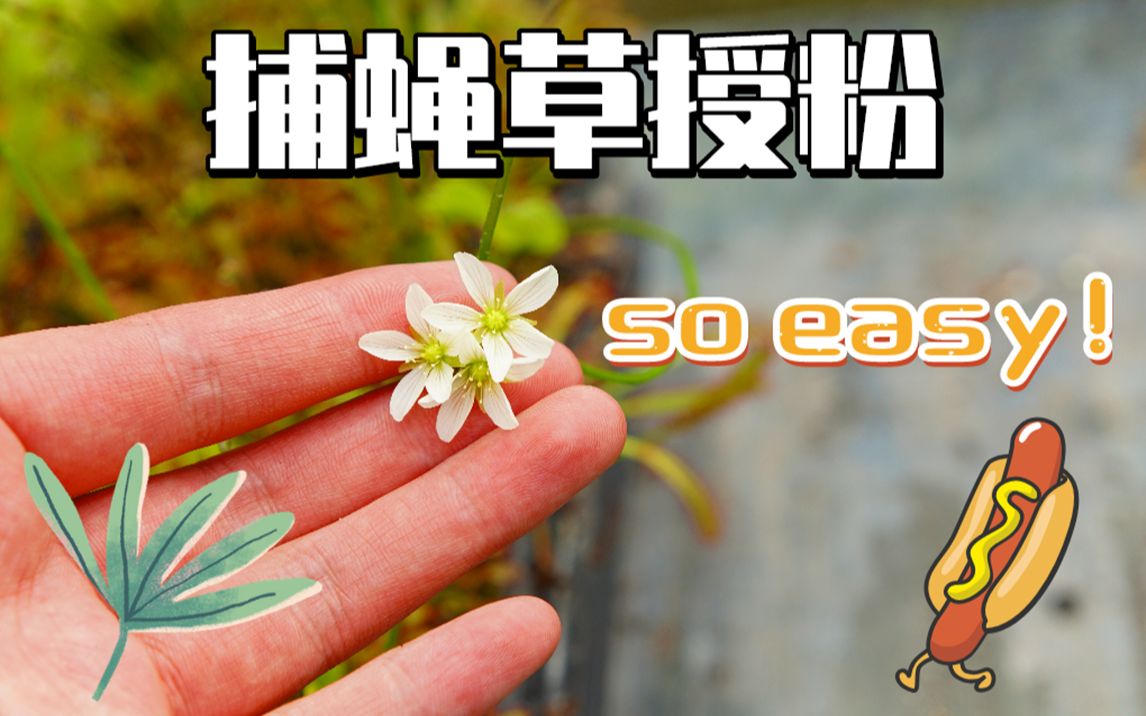 不会吧这年头不会还有人不会捕蝇草授粉吧