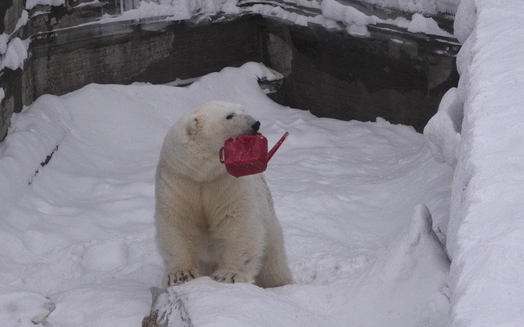 熊哥像不像你们小时候贪玩的模样