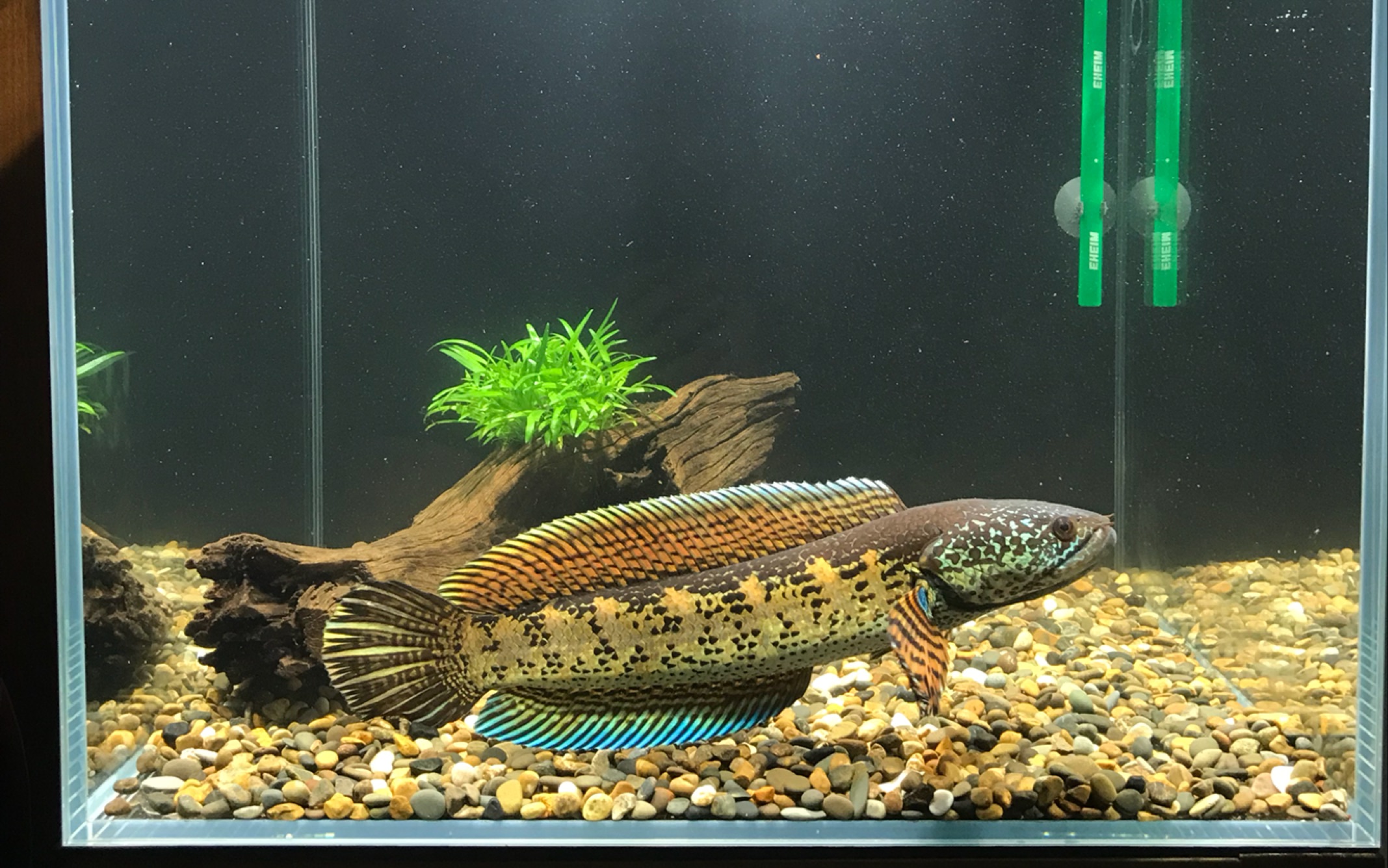 「黄金眼镜蛇雷龙」50方缸日常