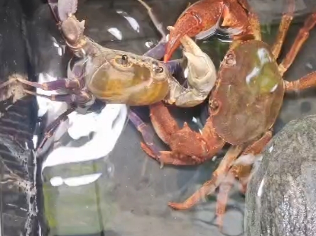 1巨钳府城牵手6.4肥钳凶猛龙溪蟹