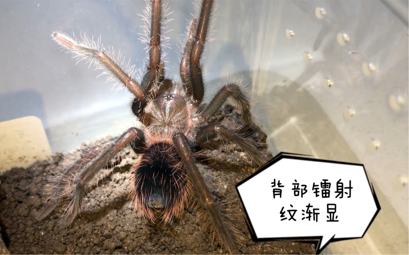 亚马逊镭射蜕皮喂食「6龄发色」