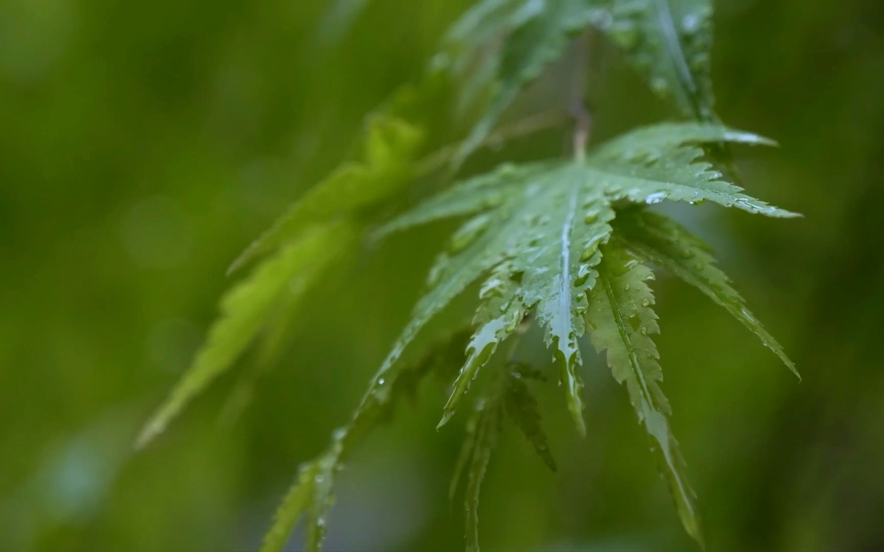 [图]一场秋雨一场寒，你还好吗？让细雨带去《秋的思念》