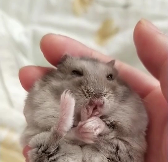 收获一只小可爱~自己洗脸的小仓鼠