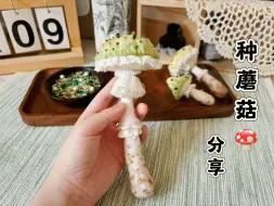 Tải video: 🍄快来看看我种的小蘑菇吧｜羊毛毡