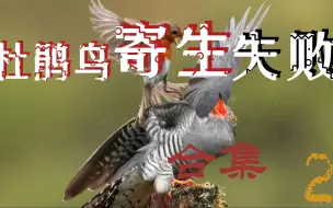 Download Video: 【作死名场面】杜鹃鸟寄生失败合集\2