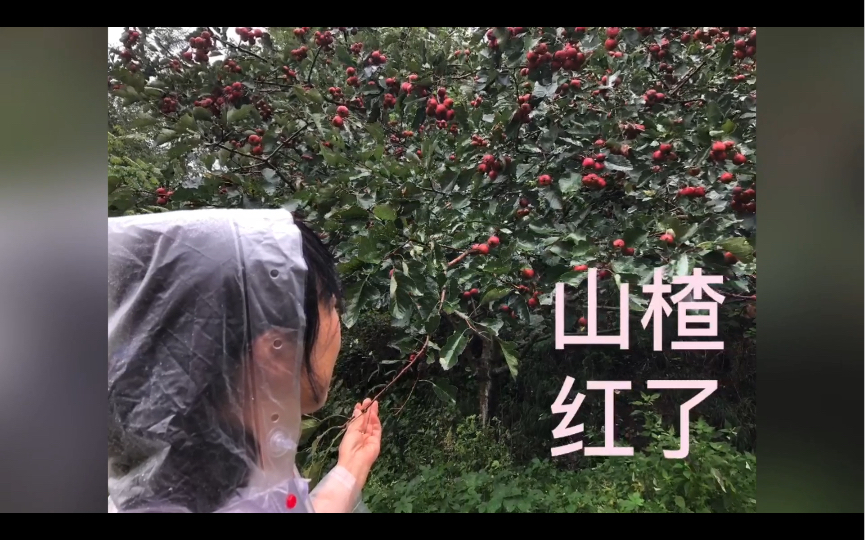 Ripening Hawthorn Fruit 秦家村外的山楂红了哔哩哔哩bilibili