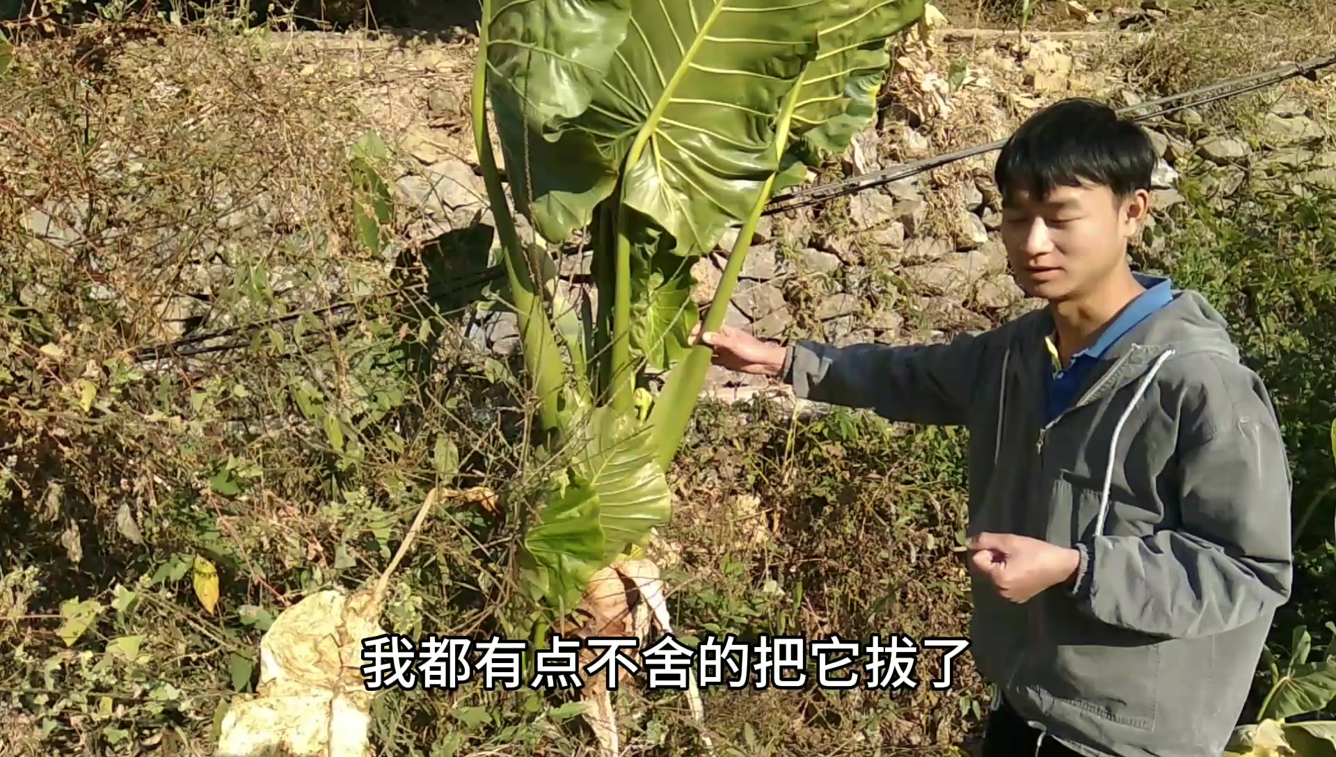 [图]农村小伙路过田边，发现一颗很大的广西芋，把它拔了带回去喂山鸡