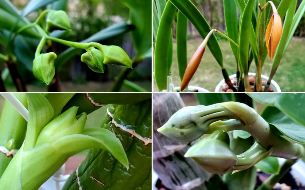 花苞!花苞!花苞!最近要开花的一些兰花哔哩哔哩bilibili