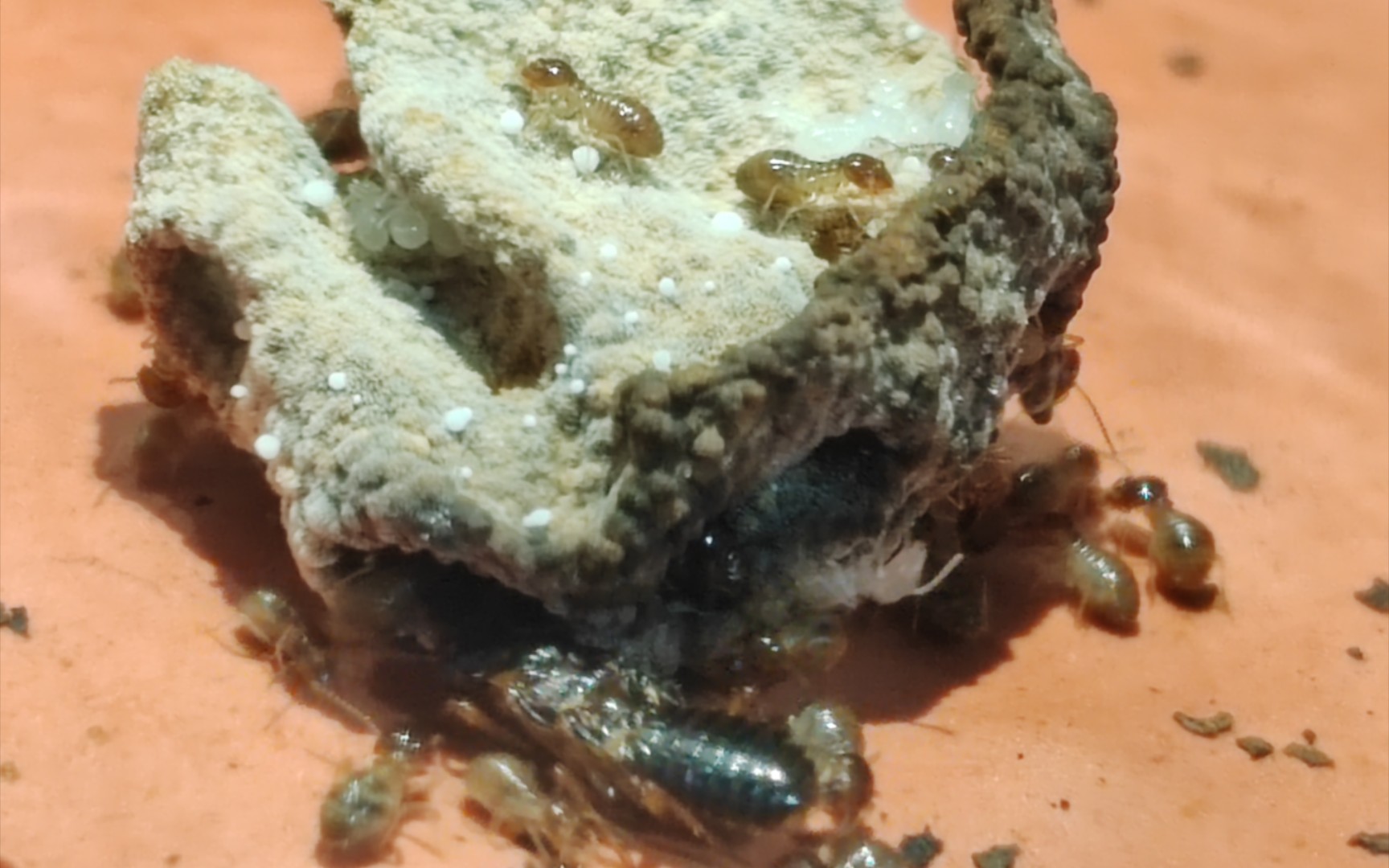 土垄大白蚁 培菌白蚁 新王后移巢技巧