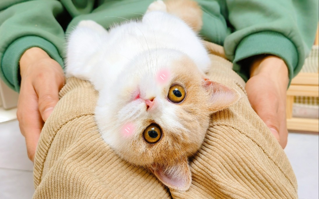 怎么有性格好得像个毛绒玩具的小猫咪呢!