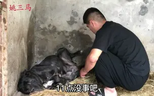 Download Video: 凶狠的卡斯罗犬，一夜之间竟然吃掉自己的2个狗宝宝，是疯了吗？