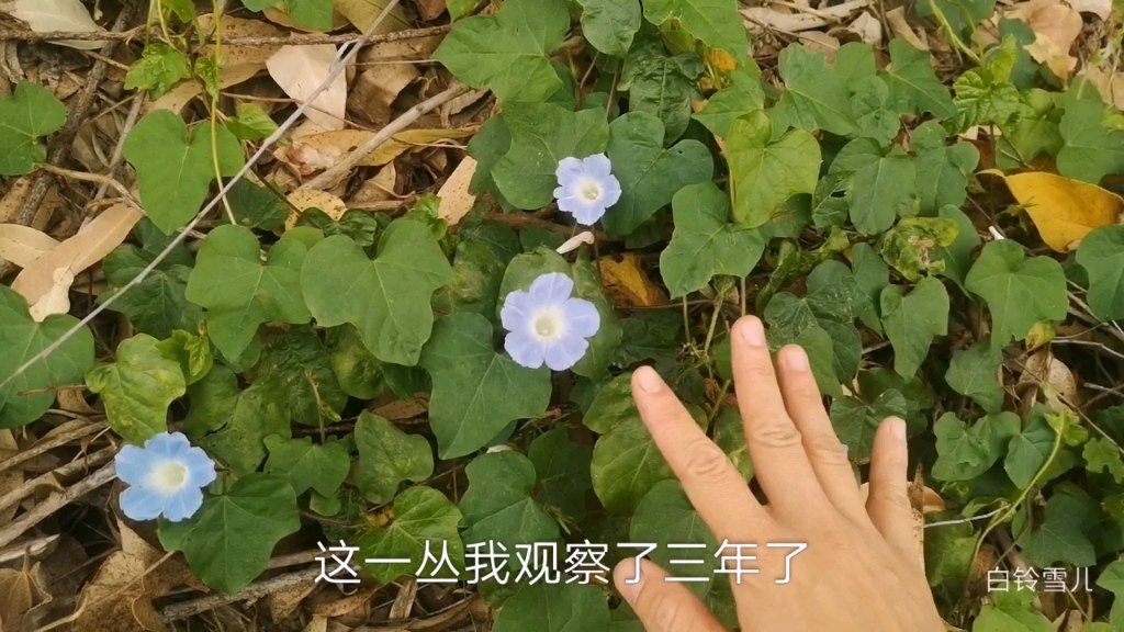 追踪三年的这款爬藤牵牛花,四季都在开哔哩哔哩bilibili