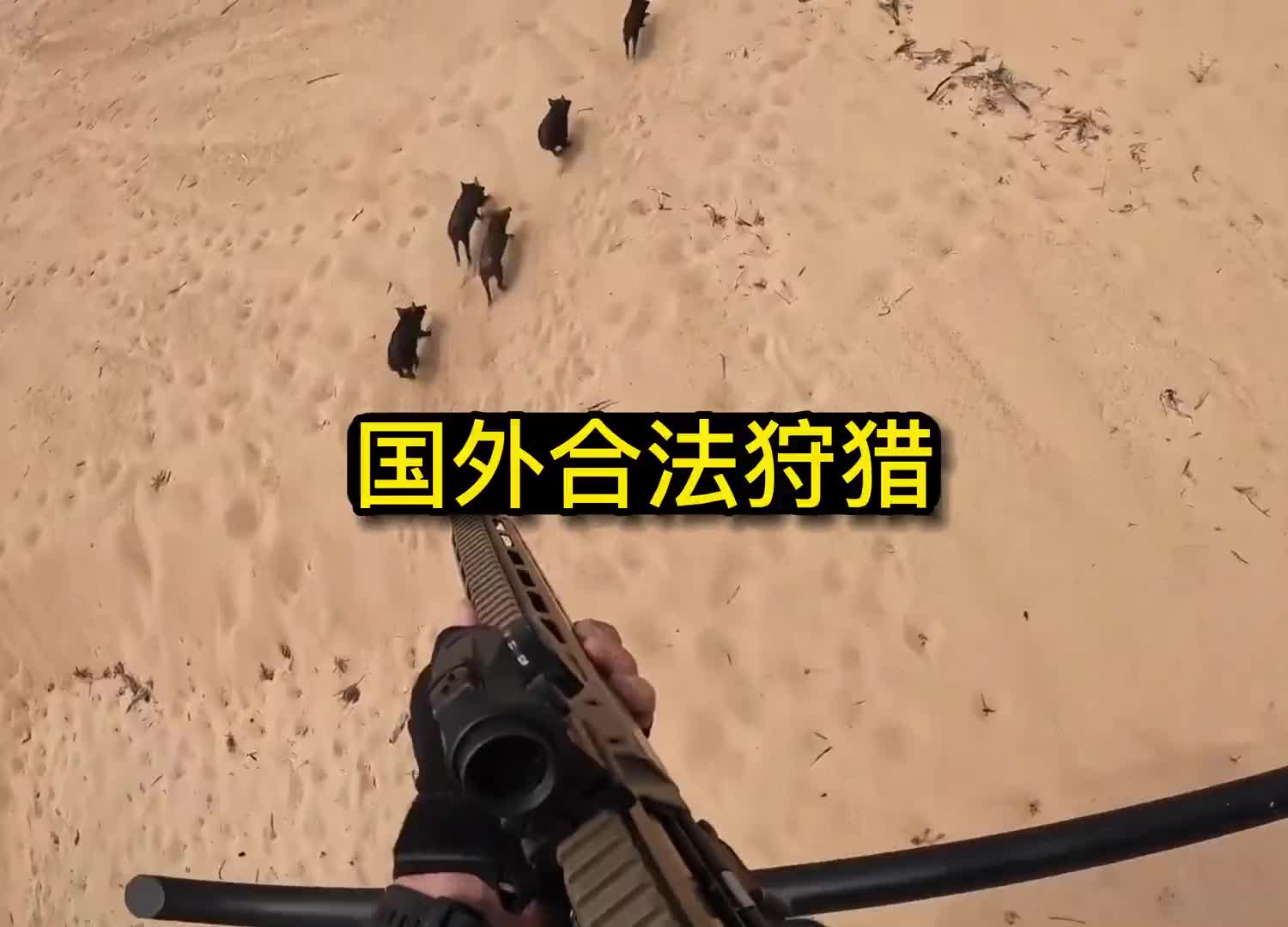 国外野猪泛滥成灾,苏珊在直升机上合法持枪狩猎野猪#国外合法拍摄