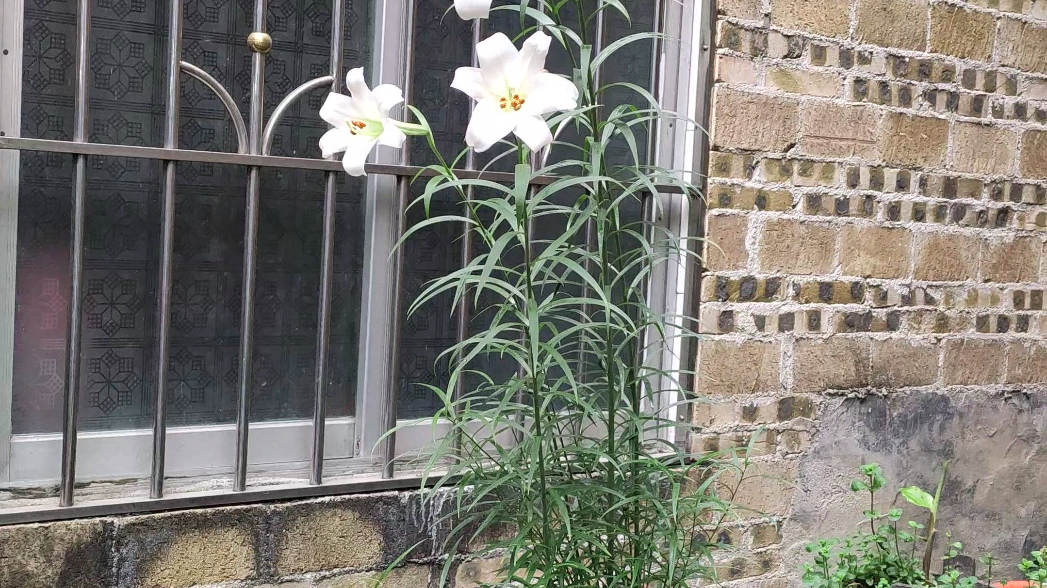 花瓶中哭泣的百合花图片