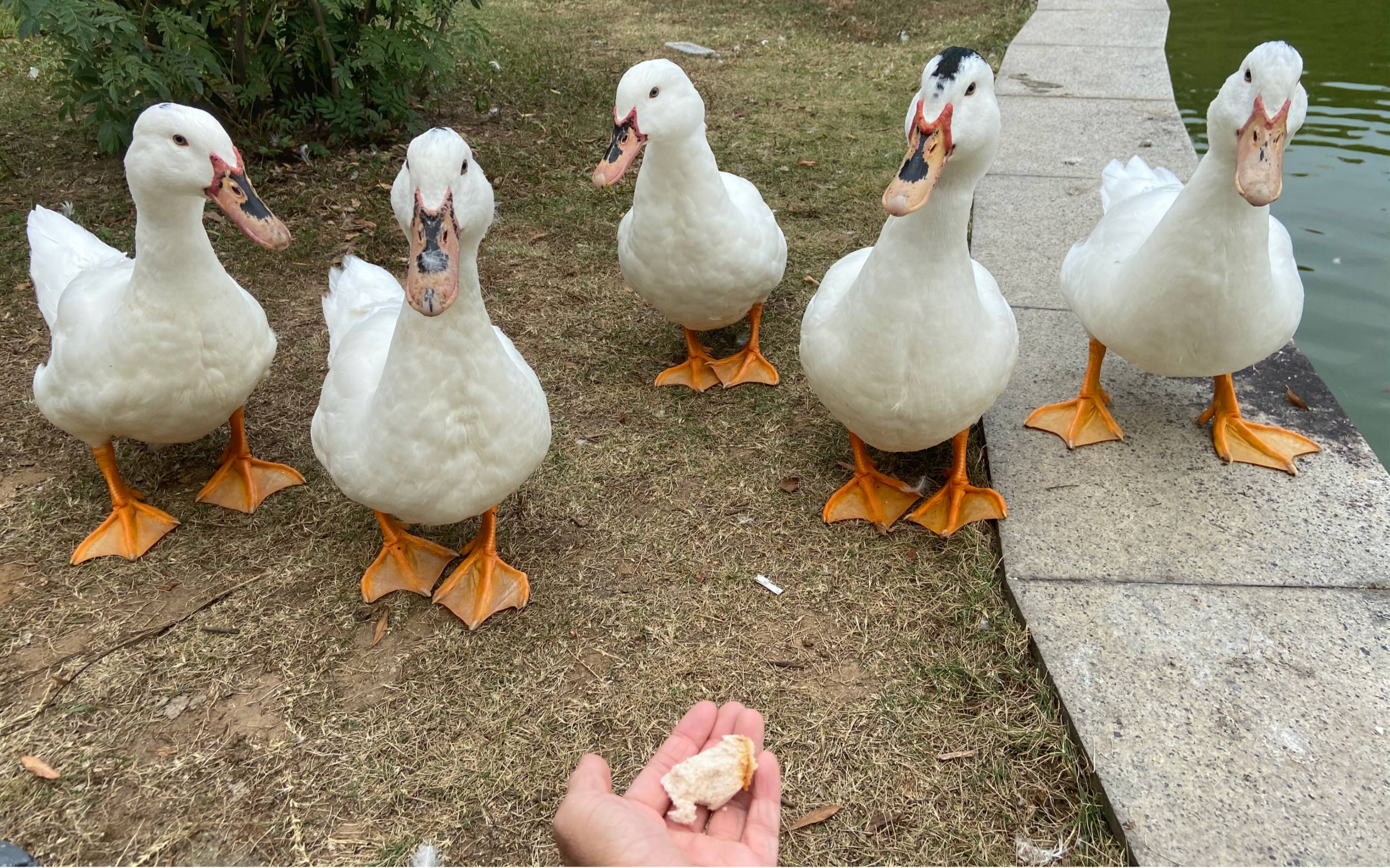 可爱小鸭鸭,排队吃面包