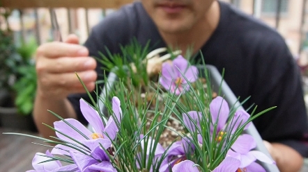 [图]种盆藏红花，能看花，能采花丝，年年开花!