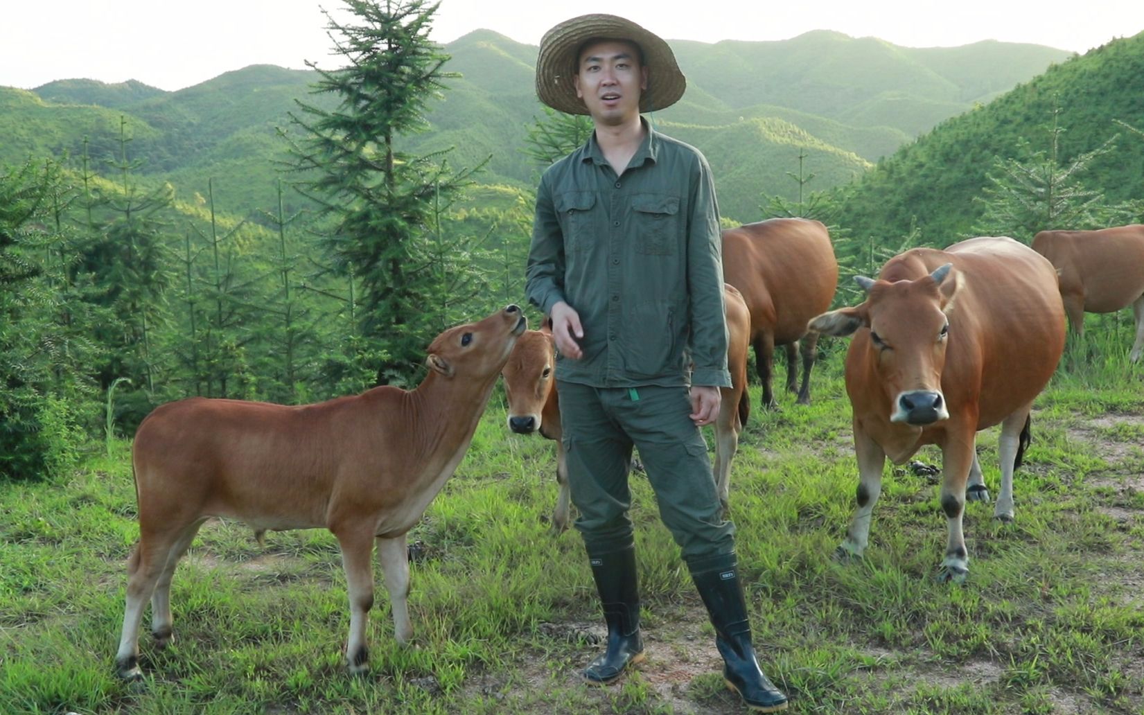 60头牛群每天深山放野,为什么不会逃离这里?90后放牛娃有办法